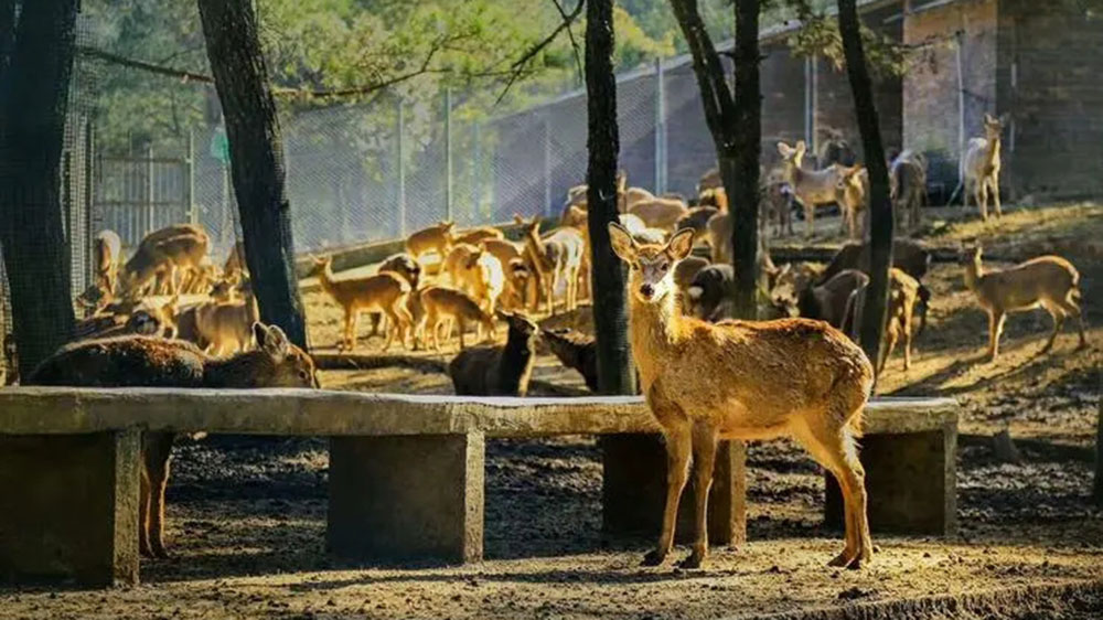 龍巖梅花山虎園.jpg