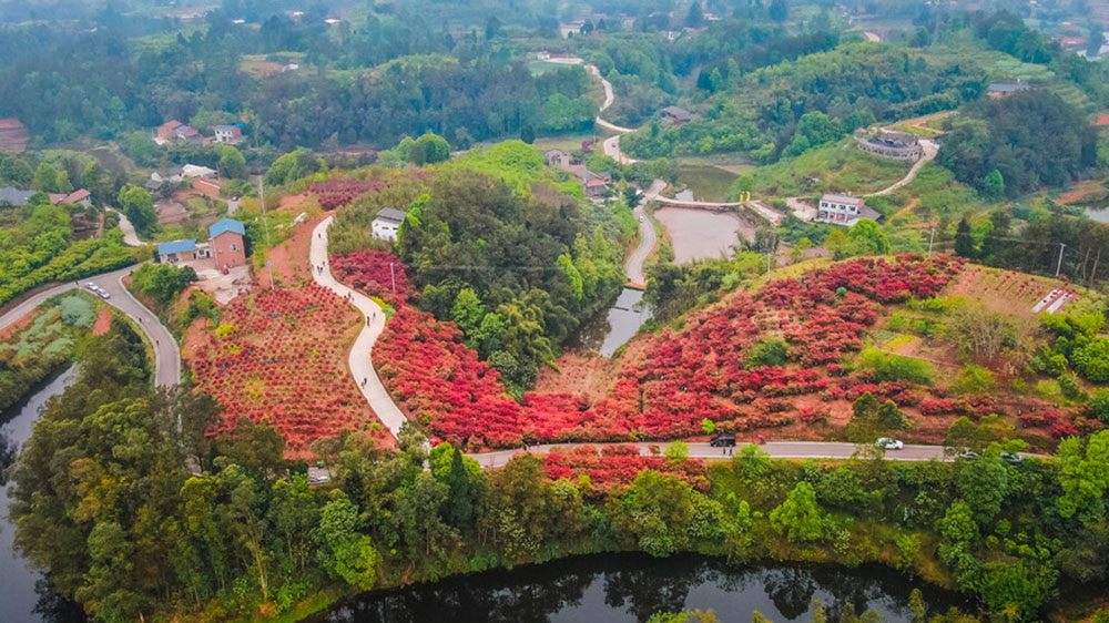 四川：自貢市貢井區(qū)首屆紅葉文化旅游活動將于23日舉辦，五大系列推動文旅產(chǎn)業(yè)發(fā)展！