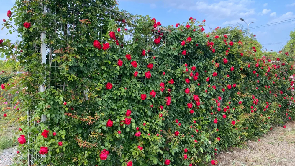 繁花創(chuàng)意市集.jpg